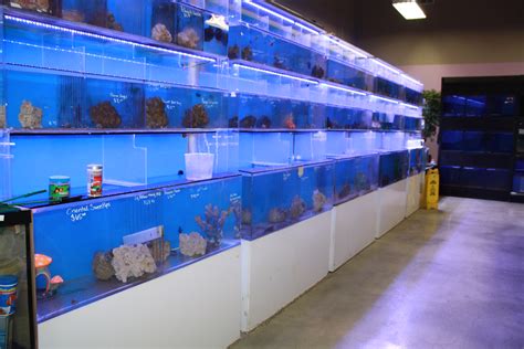 fish pet shop near me|PicKFish Pets Home .